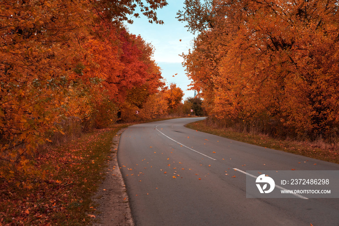 Empty asphalt road in autumn fall forest. Autumnal background... Selective focus