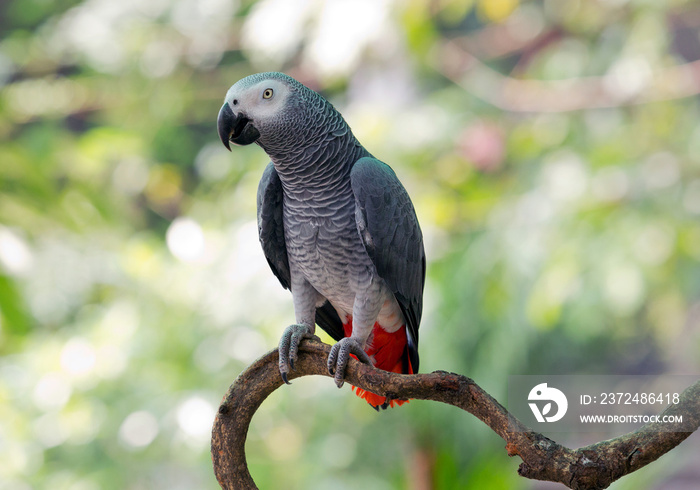 森林中的非洲灰鹦鹉。