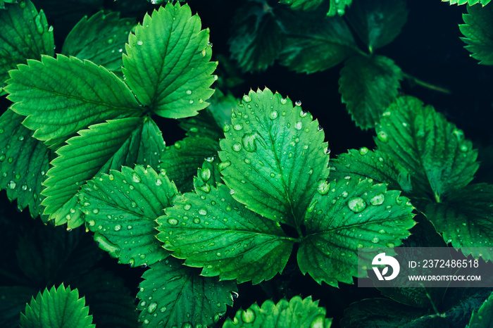 Beautiful fresh greenery strawberry leaves after rain background.