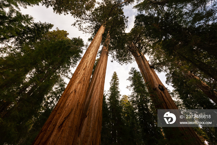美国加利福尼亚州红杉国家公园的红杉。