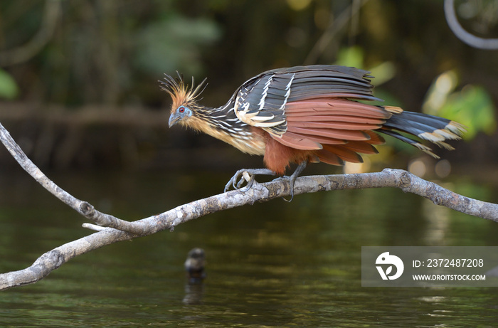 Hoatzin（Opisthocomus hoazin）在亚马逊Ba州La Selva Jungle Eco Lodge Garzacocha湖上的一家分店