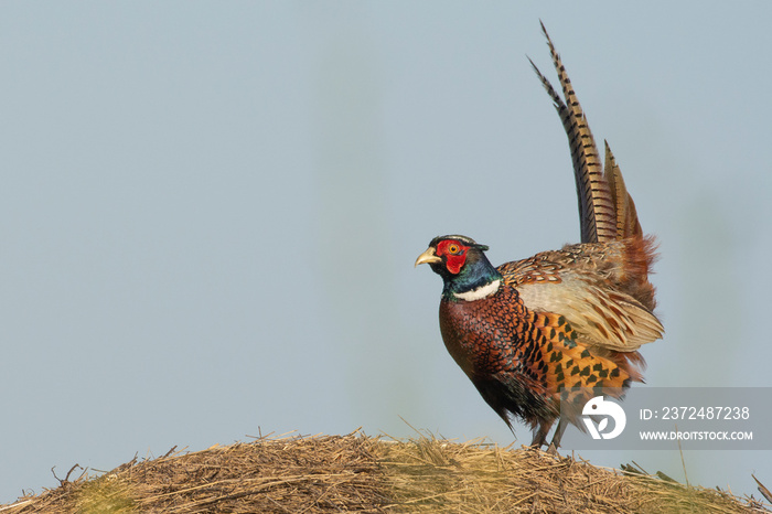 Beautiful male pheasant in grass