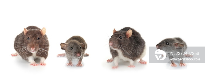 Cute rats on white background