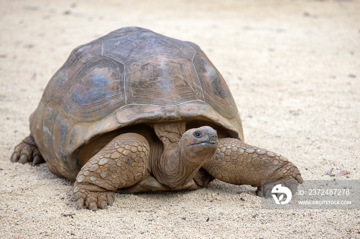 Giant turtles, dipsochelys gigantea in tropical island Mauritius