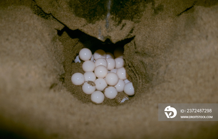 The Olive Ridley Sea turtle laying eggs on Rushikulya beach, Ganjam dist. of Orissa, India.