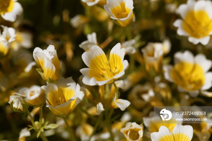 荷包蛋植物，Limnanthes douglasii