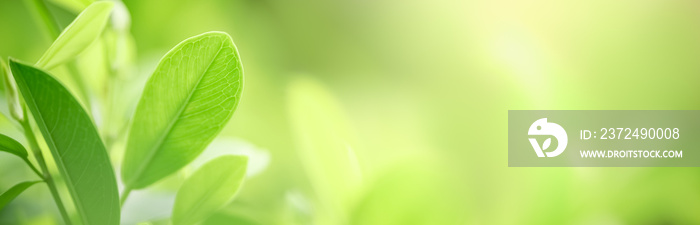 Closeup beautiful attractive nature view of green leaf on blurred greenery background in garden with