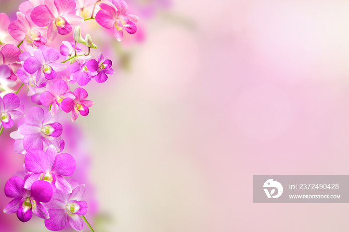 pink and purple orchid flower border background with copy space