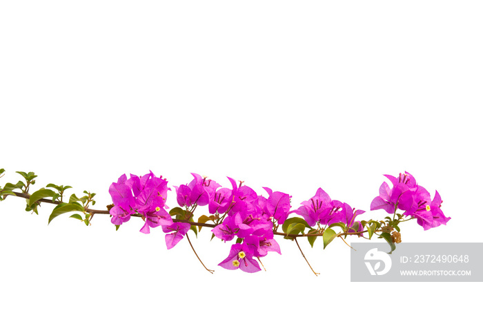 Bougainvilleas branch isolated on white background. Clipping path. Paper flower .