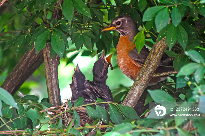 Closeup of a robin feeding their baby birds with worms (in a nest)