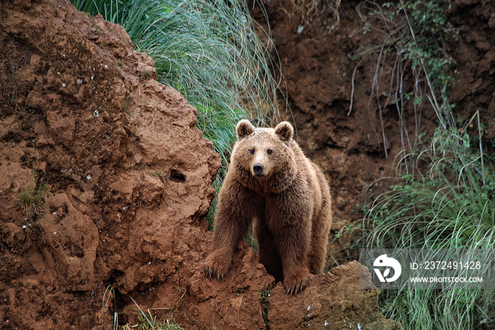 brown bear