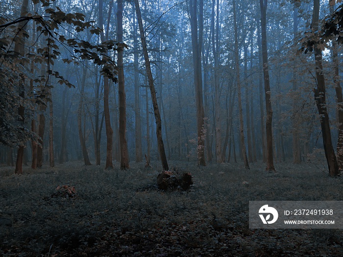 Dark mysterious forest in the fog. Twilight in a strange forest. foggy park in the evening.