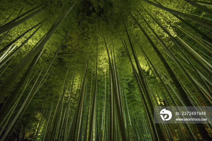 日本京都荒山的竹林