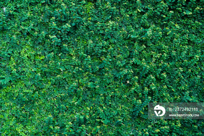 Ivy green wall surface for decoration design. Natural background texture. Spring Summer Floral banne