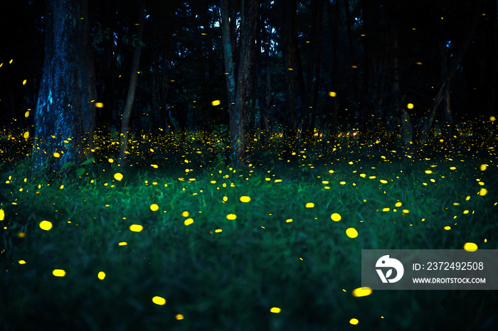 萤火虫在森林中飞行。泰国普钦武里夜间丛林中的萤火虫。长时间暴露