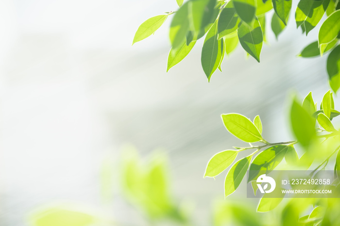 Close up of nature view green leaf on blurred greenery background under sunlight with bokeh and copy