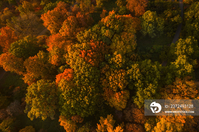 Autumn forest aerial drone view. Colorful Autumn Background