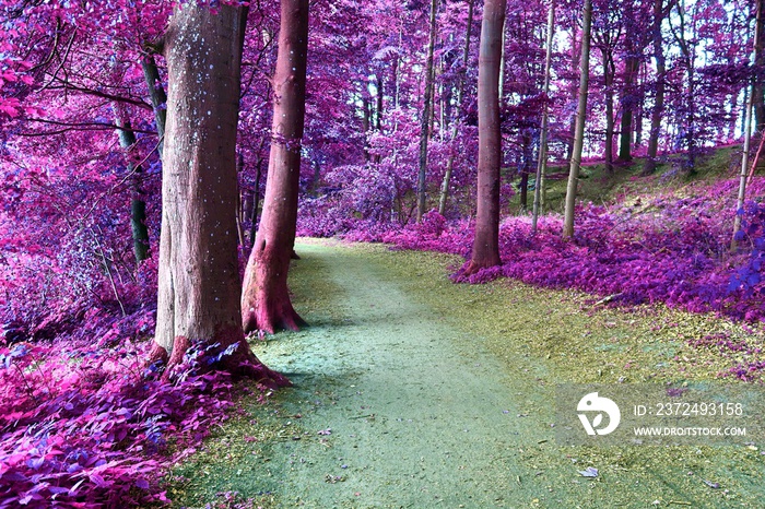 Beautiful fantasy infrared views into a mystery purple forest