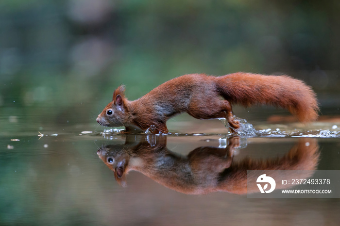 欧亚红松鼠（Sciurus vulgaris）在荷兰南部的森林中寻找食物