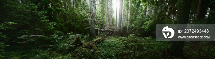 Pathway through the dark evergreen forest. Mighty pine, spruce, fir trees. Moss, fern, plants, tree 