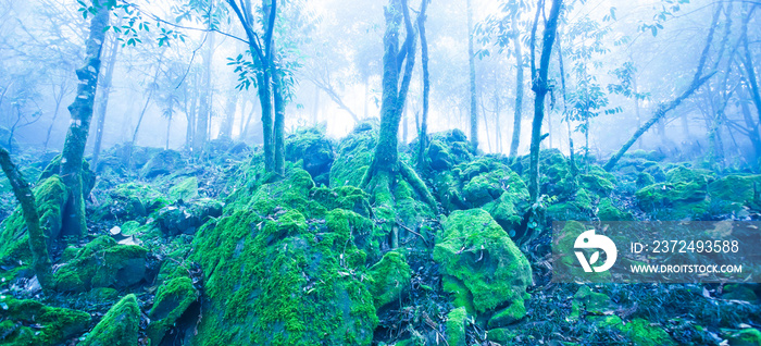 Mystic ancient tropical forest in blue misty.