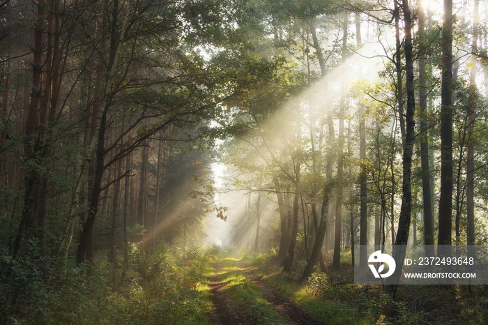 September in the woods, autumn morning, sunshine and sunbeams