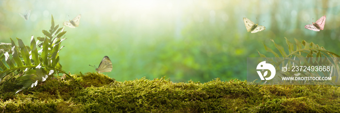 Spring background. Butterflies on forest plants