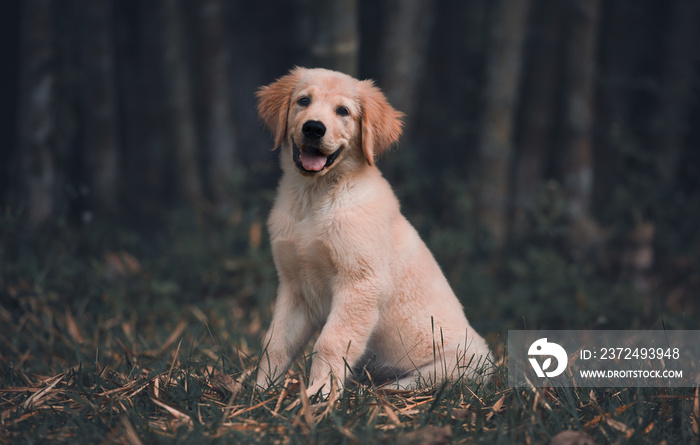 森林里的金毛寻回犬