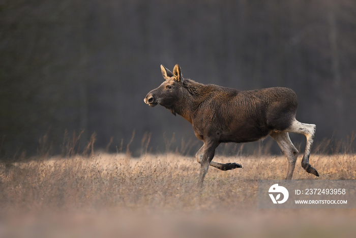 驼鹿/麋鹿（Alces Alces）特写