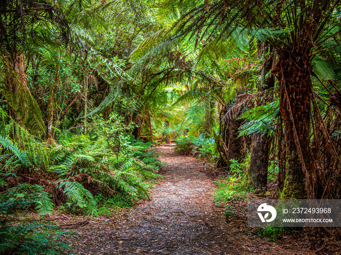 Ferny Walk