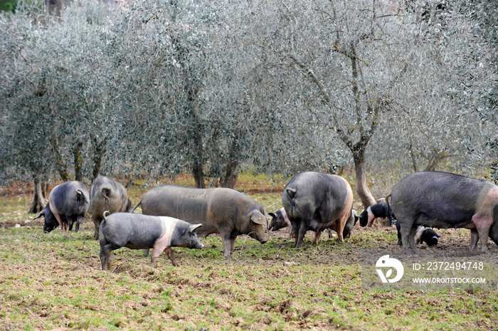 black pig called Cinta Senese typical of Tuscany area and surroundings of Siena who lives free in na