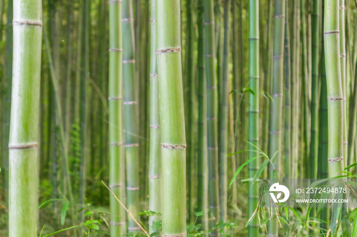 在一个美丽明亮的日子里，著名的常青植物环绕在一个Kyot的Arashiyama竹林