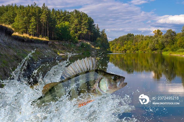 Perch fish jumping with splashing