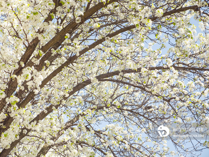 斯普州芝加哥，树枝上开着白花，远处是蓝天的美丽照片