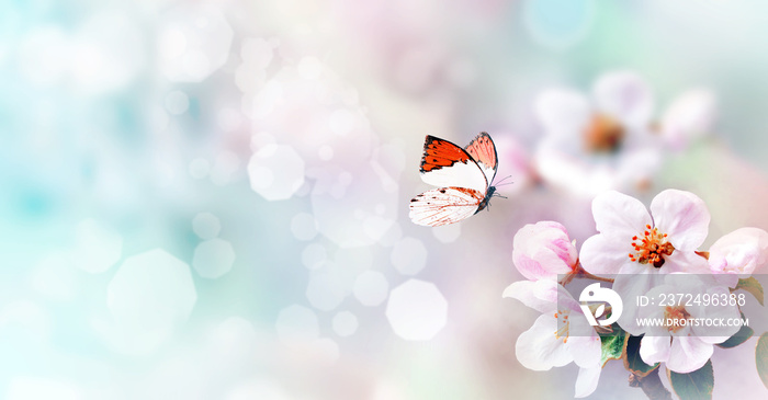 在色彩模糊的背景上开花的树枝和蝴蝶。