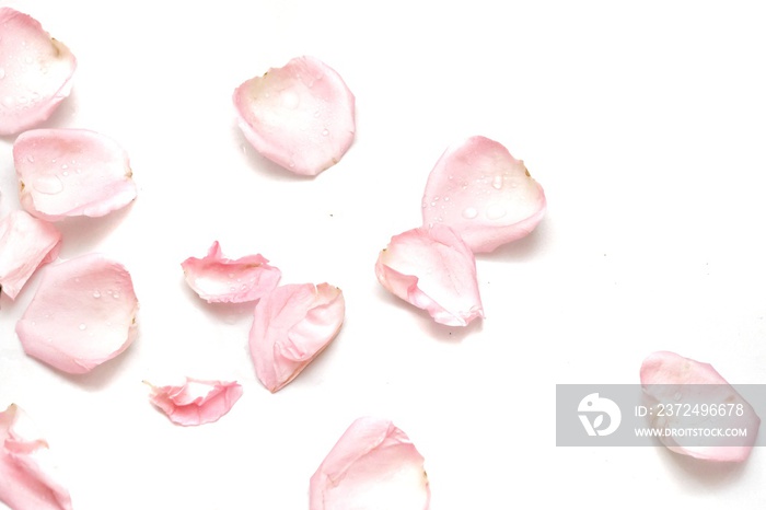 In selective focus a group of sweet pink rose corollas on white isolated with copy space and softy s