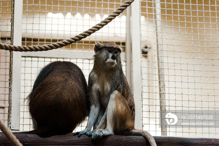 猴子坐在靠近绳索和笼子的原木上的选择性聚焦