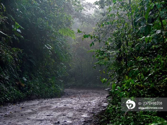 Wet Dirt Road in Jungle Forest in Mindo, Pichincha / Ecuador