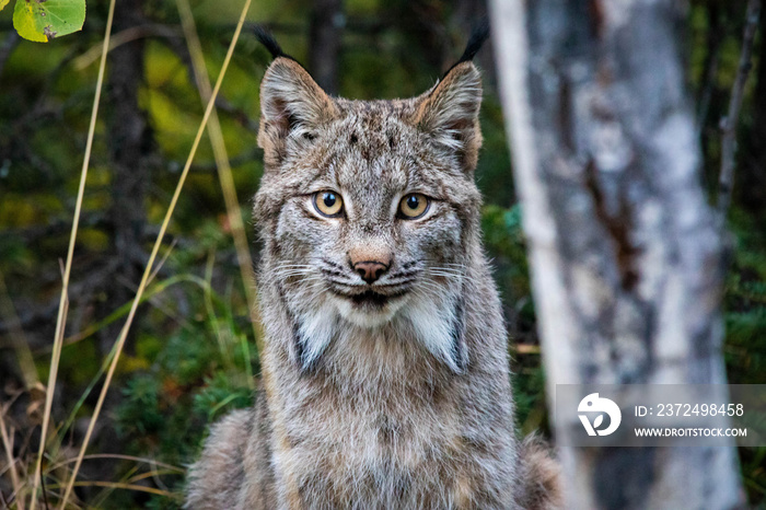 Close up wild lynx portrait in the forest looking at the camera