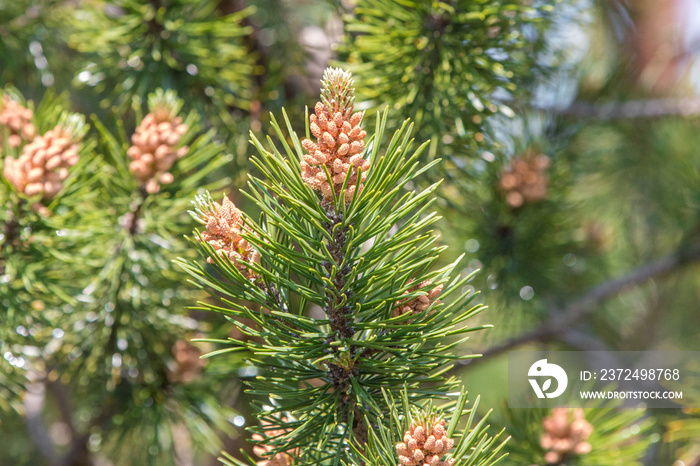 Mountain Pine also mugo Pine（德语为Berkiefer）Pinus mugo