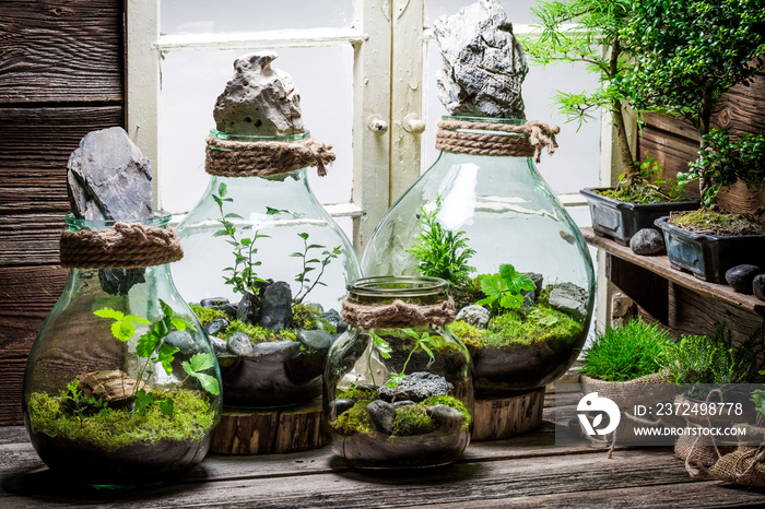 Stunning rain forest in a jar as new life concept