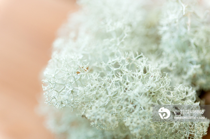 nature, environment and botany - close up of reindeer lichen moss