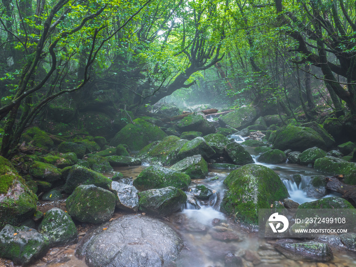 白谷雲水峡_01