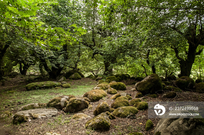 View of the forest edge overgrown with green moss and stones with beautiful spring trees around