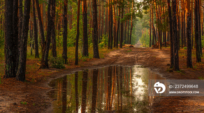 Walk in the woods. Nice, sunny weather. The rain ended, leaving large puddles in which the trees ref