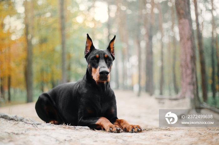 秋树背景下的杜宾犬