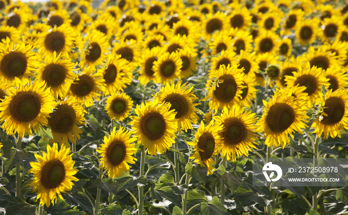 Sunflowers 