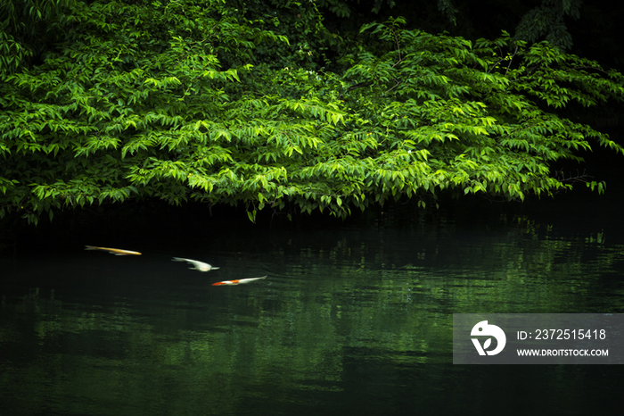 Koi Fish Swimming in the Water with Dense Foliage Surrounded,Funabashi,Chiba,Japan