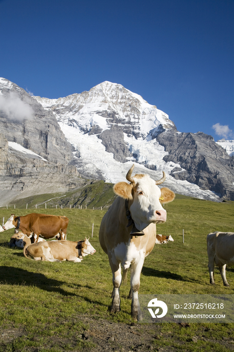 Switzerland, Canton Bern, Berner Oberland,Kleine Scheidegg, Jungfraujoch, cows in a meadow