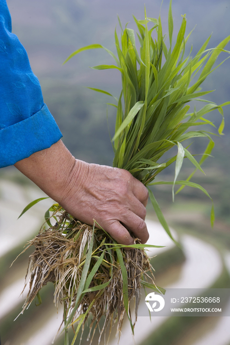 China Guangxi Province Guilin Longsheng terraced ricefields, farmer with rice plant